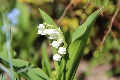 A lily of the valley flower in full bloom