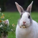 A white and grey rabbit chewing on chamomile flowers in a flowerpot.