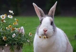 A white and grey rabbit chewing on chamomile flowers in a flowerpot.
