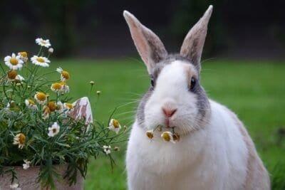A white and grey rabbit chewing on chamomile flowers in a flowerpot.