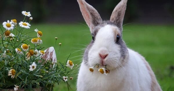 A white and grey rabbit chewing on chamomile flowers in a flowerpot.
