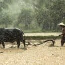 An ox or water buffalo working in a rice paddy field with a farmer