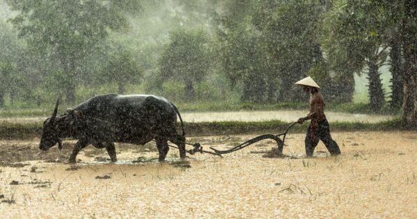 An ox or water buffalo working in a rice paddy field with a farmer