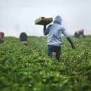A man in a field carrying a pan of fruits