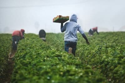 A man in a field carrying a pan of fruits
