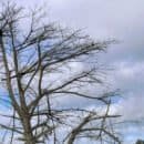 The image is of an old tree, that looks bare and sad under a cold and cloudy sky