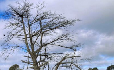 The image is of an old tree, that looks bare and sad under a cold and cloudy sky