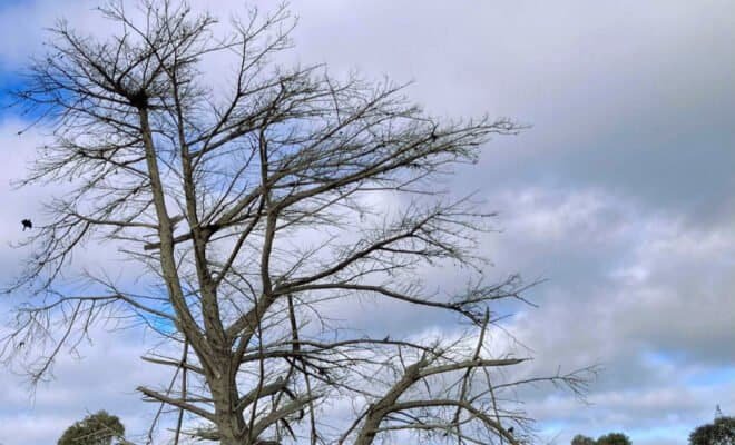 The image is of an old tree, that looks bare and sad under a cold and cloudy sky