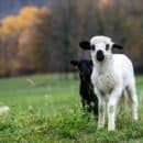 A white and black wooled lamb among a pasture and trees