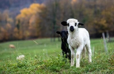 A white and black wooled lamb among a pasture and trees