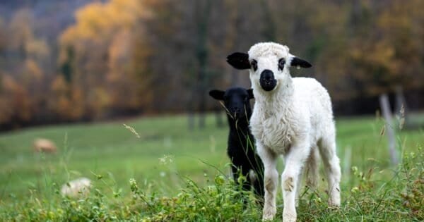A white and black wooled lamb among a pasture and trees