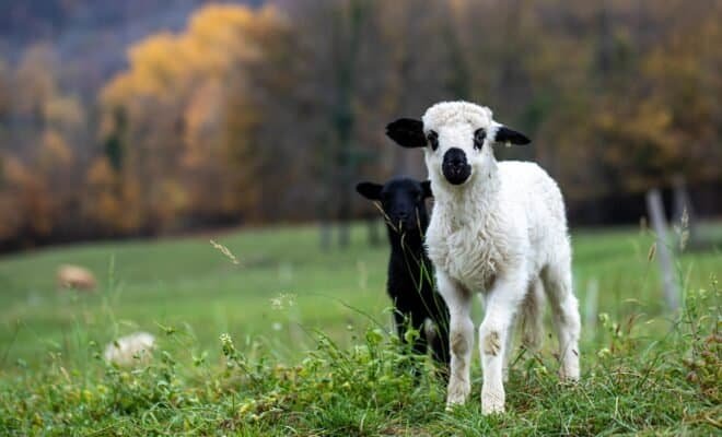 A white and black wooled lamb among a pasture and trees