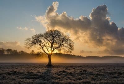 A lone tree standing in the middle of a green pasture with the sun setting among the horizon