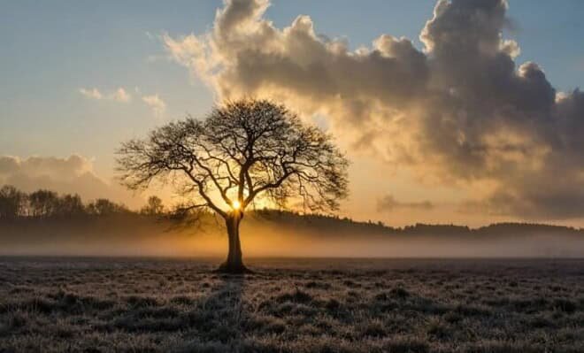 A lone tree standing in the middle of a green pasture with the sun setting among the horizon