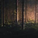 A dimly lit forest with a green ground covering