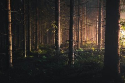 A dimly lit forest with a green ground covering