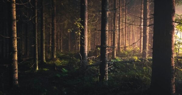 A dimly lit forest with a green ground covering