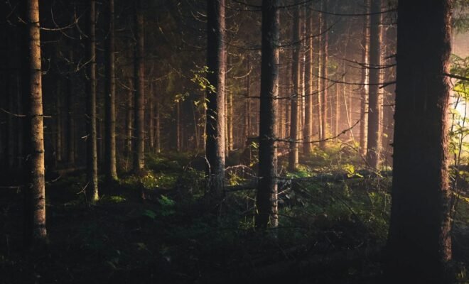 A dimly lit forest with a green ground covering