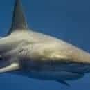 A Reef Shark swimming in the ocean with remoras attatched to it.