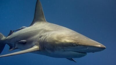 A Reef Shark swimming in the ocean with remoras attatched to it.