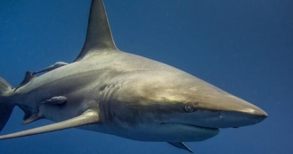A Reef Shark swimming in the ocean with remoras attatched to it.