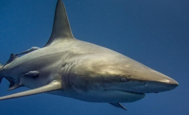 A Reef Shark swimming in the ocean with remoras attatched to it.