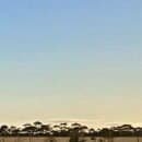 The image is of a flat tree lined horizon under a clear blue sky