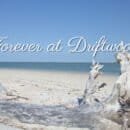 Image of driftwood on a beach