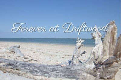Image of driftwood on a beach