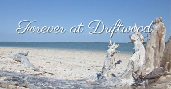 Image of driftwood on a beach