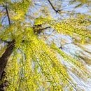 A photo of a willow tree with sun shining through it's leaves.