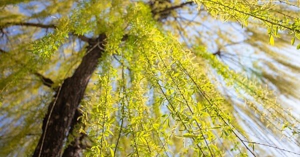 A photo of a willow tree with sun shining through it's leaves.