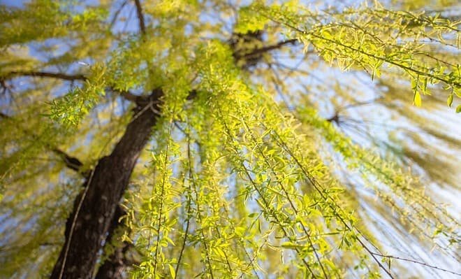 A photo of a willow tree with sun shining through it's leaves.