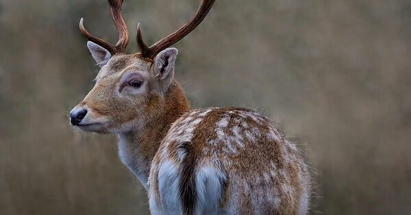 A deer with antlers looking behind him.