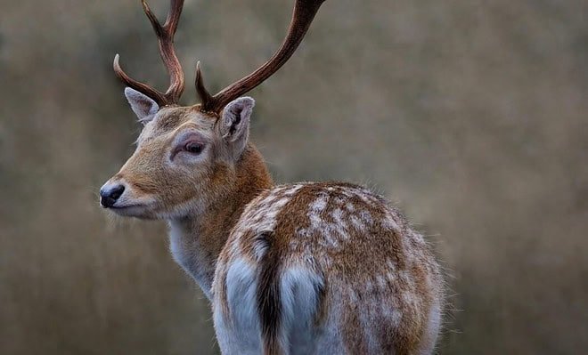 A deer with antlers looking behind him.