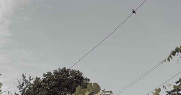 image of a bird sitting on a wire