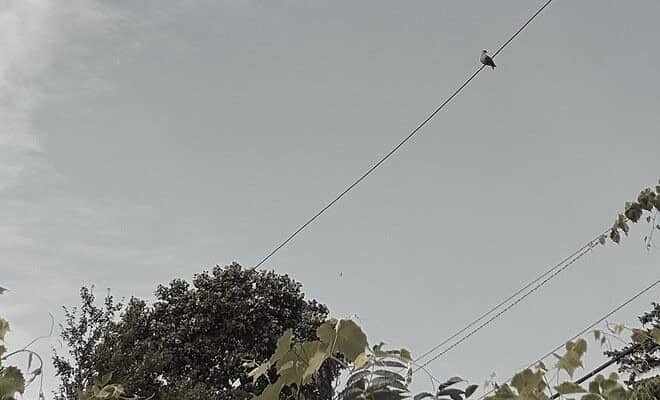 image of a bird sitting on a wire