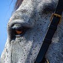 A lone grey horse gazing into the distance
