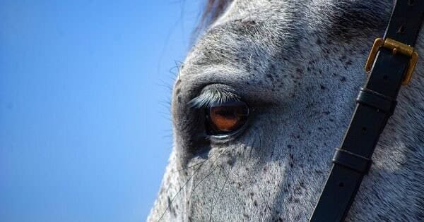 A lone grey horse gazing into the distance