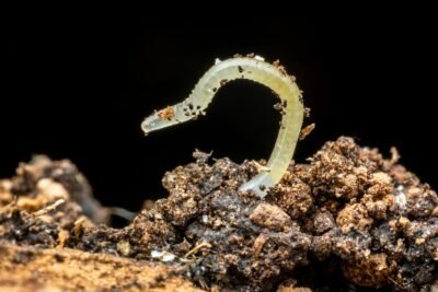 a translucent worm in brown soil