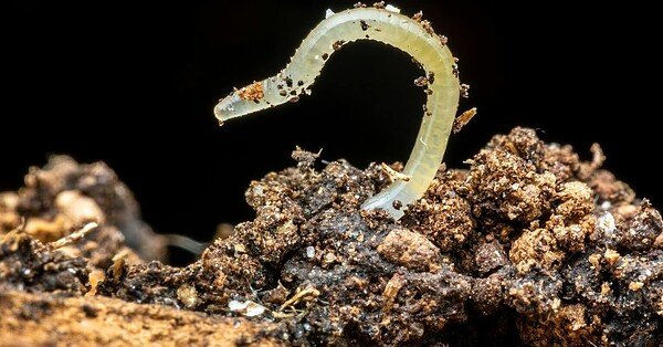 a translucent worm in brown soil