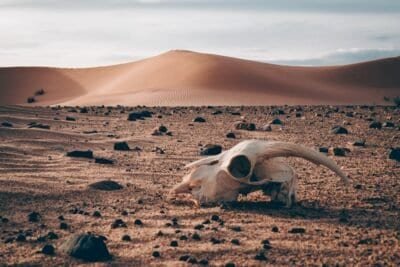 Animal skull set in the foreground with sand dunes and desert in the background