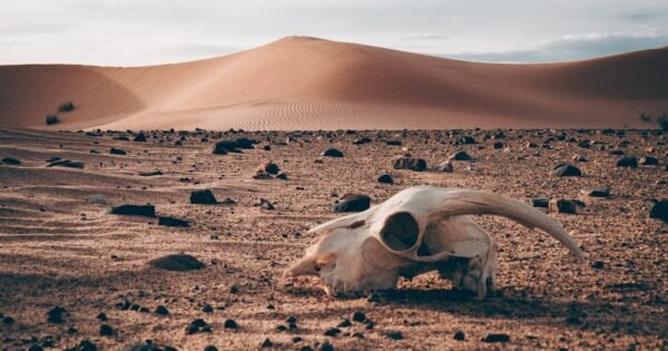 Animal skull set in the foreground with sand dunes and desert in the background