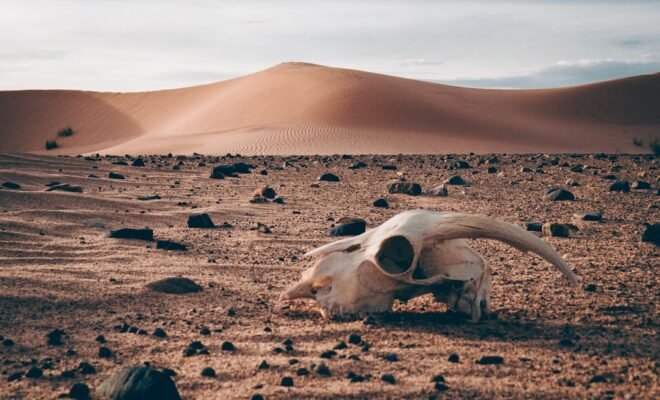 Animal skull set in the foreground with sand dunes and desert in the background