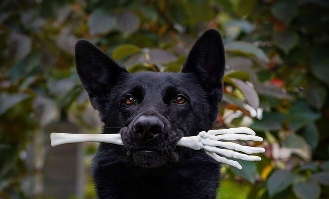 A cute black dog holding a skeleton arm in its mouth.