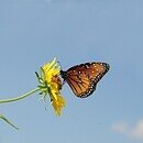 A Monarch butterfly sitting on the face of a yellow flower.