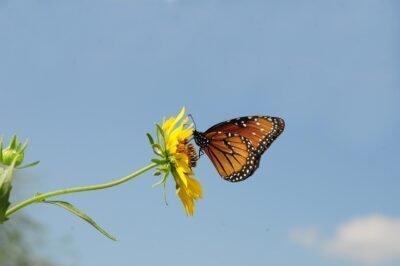 A Monarch butterfly sitting on the face of a yellow flower.