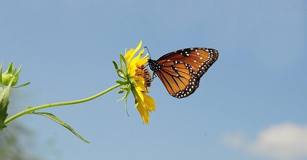 A Monarch butterfly sitting on the face of a yellow flower.