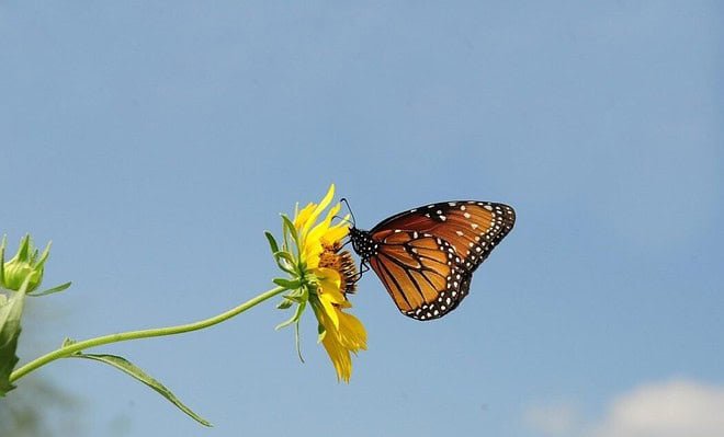 A Monarch butterfly sitting on the face of a yellow flower.