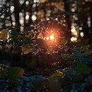 A bright light comes through the leaves in the woods.